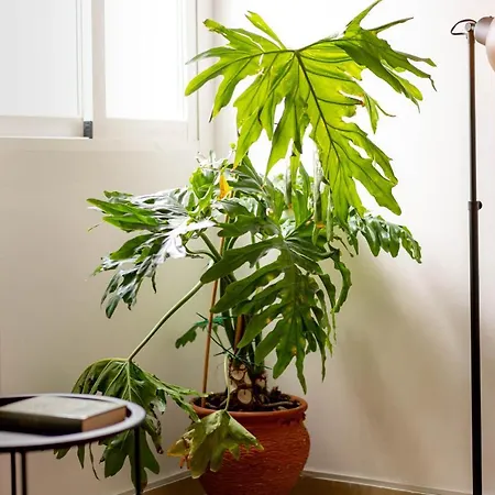 Mariana & Ganivet - Hostatel Apartamento